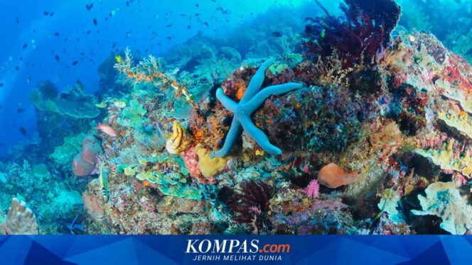 
Food trip ke Likupang, destinasi bahari yang punya banyak cerita di balik keragaman kulinernya